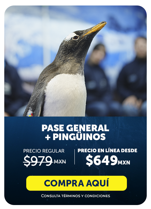 PINGUINOS INBURSA 6.15.15 p.m